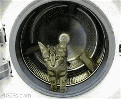 http://forgifs.com/gallery/d/217087-1/Kitten-dryer-wheel.gif