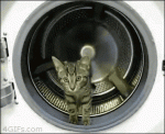 Kitten-dryer-wheel