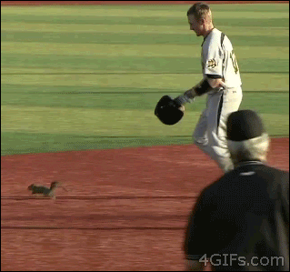 Squirrel-baseball-helmet.gif