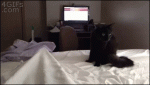 Bed-sheets-assassin-cat