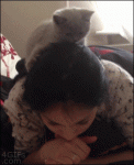Cat-climbs-hair-reading
