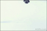 Cat-snow-soft-landing