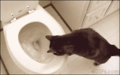 Cat-watches-toilet-flush.gif