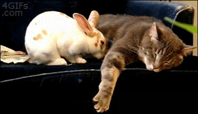 Rabbit-snuggles-cat