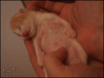 Kitten-belly-rub-sleeping