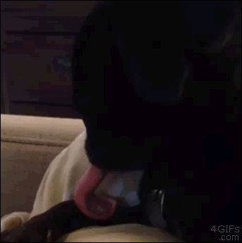 Pug-dog-tongue-reaction