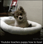 Puppy-youtube-howl