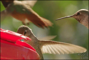 Hummingbird-feeder-jerk.gif