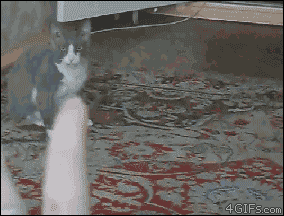 Claw-hand-scares-cat.gif?