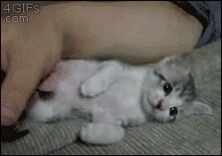 Kitten-falls-asleep