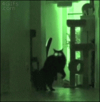 Scary-bouncing-cat
