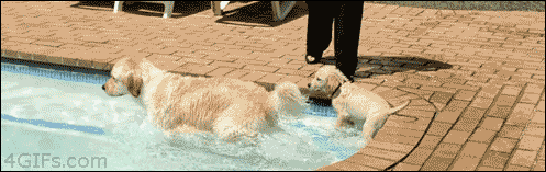 Puppy-swimming-lessons
