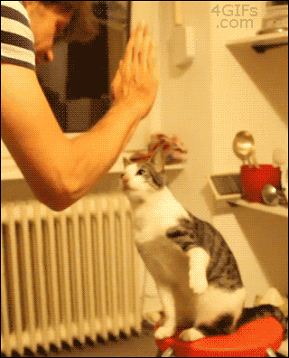 Cool-cat-high-fives