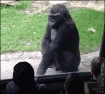 Zoo-gorilla-taunted