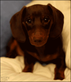 Cute-dachshund-puppy