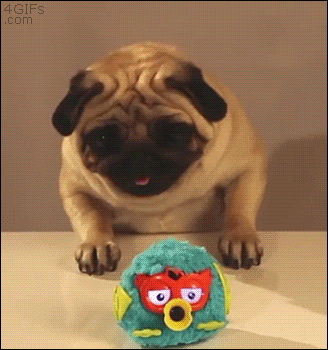 Pug-wants-toy