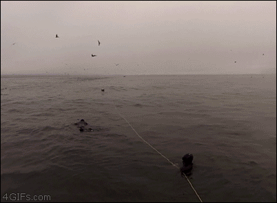 Whale-swallows-divers-close-call