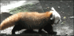 Red-panda-struts