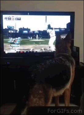 Dog wants to play with the baseball on TV
