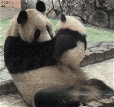 Baby-panda-kisses-mom