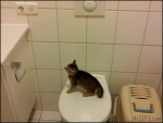 Kitten-toilet-jump-fail