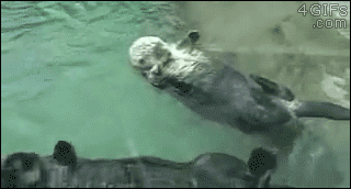 Otters-hold-hands