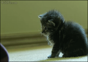 Boop-turns-off-kitten