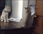 Cat-surprise-attack