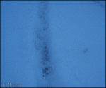 Ferret-snowplow