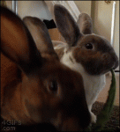 Bunnies-eating-tug-of-war