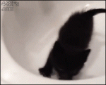 Kitten-sink-stuck