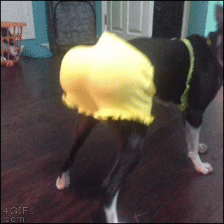 Dog-twerking