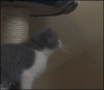 Kitten-jumps-hang-fail