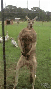Buff-kangaroo-poses