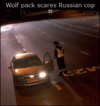 Wolves-scare-cop
