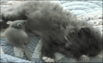 Kitten-hugs-mouse.gif