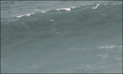 Dolphins-surfing