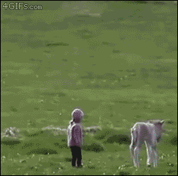 Foal-chases-girl