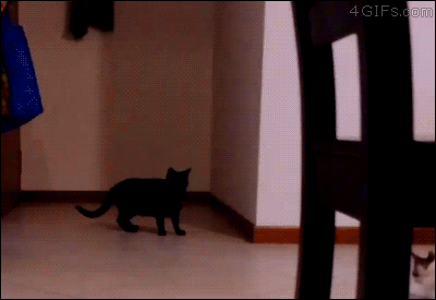 Matrix-cat-dodges-kitten