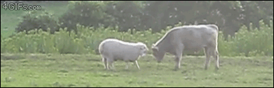 Sheep-rams-cow-boop