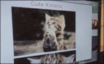 Kitten-monitor-yoink
