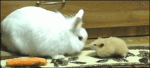 Hamster-steals-rabbit-carrot