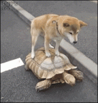 Dog-rides-turtle