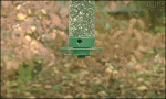 Bird-feeder-squirrel