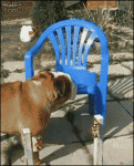 Bulldog-climbs-chair