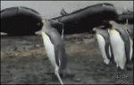 Penguins-vs-rope