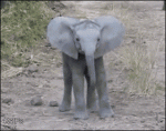 Baby-elephant-charges