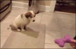 Puppy-toy-catch-fail