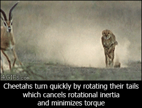 Cheetah-turns-tail.gif
