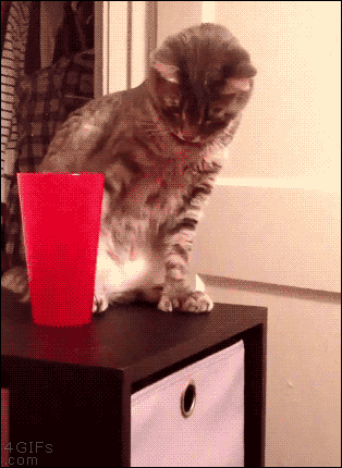 Cat-knocks-over-cup